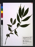 Elatostema lineolatum Wight var. majus Wedd. NM
