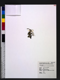 Oberonia seidenfadenii (H.J. Su) Ormerod KpMh