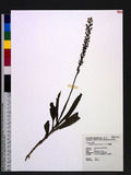 Peristylus calcaratus (Rolfe) S. Y. Hu Ž