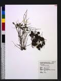 Cyperus pygmaeus R...