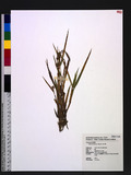 Fuirena ciliaris (L.) Roxb. TW