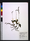 Zeuxine tenuifolia Tuyama TuW