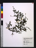Acmella uliginosa (Sw.) Cass.