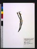 Lycopodium carinat...