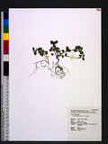 Leucas chinensis (...