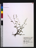Brachiaria villosa (Lam.) A. Camus uί