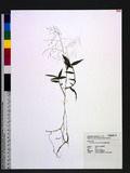 Cyrtococcum accrescens (Trin.) Stapf J}G