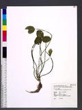 Hydrocleys nymphoides (Willd.) Buchenau 水金英