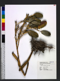 Flickingeria comata (Blume) A. D. Hawkes 
