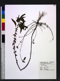 Acalypha australis...