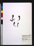 Clinopodium laxiflorum (Hayata) Mori ᭷