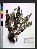 Polystichum parvipinnulum Tagawa yտ