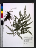 Arachniodes rhomboides (Wall. ex Mett.) Ching var. yakusimensis (H. Ito) W. C. Shieh Τ[Ƹտ