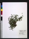 Stellaria alsine Grimm. var. undulata (Thunb.) Ohwi ѽ