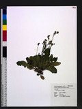 Youngia japonica (L.) DC. O