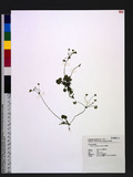 Androsace umbellata (Lour.) Merr. a