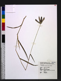 Dactyloctenium aegyptium (L.) P. Beauv. sT