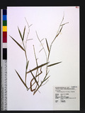 Brachiaria subquadripara (Trin.) Hitchc. |uί