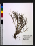Pogonatherum crinitum (Thunb.) Kunth 