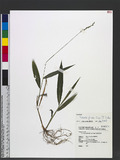 Setaria plicata (Lam.) T. Cooke K