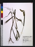 Setaria viridis (L.) P. Beauv. 