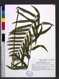 Cyrtomium hookerianum (C. Presl) C. Chr. 狹葉貫眾蕨