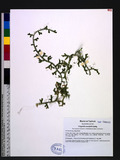 Selaginella remotifolia Spring 疏葉卷柏