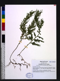 Selaginella involvens (Sw.) Spring 密葉卷柏