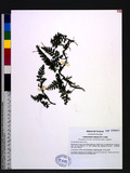 Vandenboschia radicans (Sw.) Copel. 南海瓶蕨