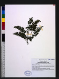 Vandenboschia radicans (Sw.) Copel. n~