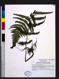 Pseudophegopteris paludosa (Bl.) Ching 毛囊紫柄蕨