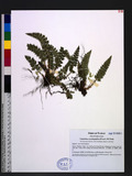 Polystichum acanthophyllum (Franch.) Christ