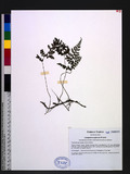 Cystopteris moupinensis Franch. 寬葉冷蕨