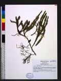 Lycopodium annotinum L. ۪Q