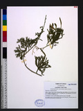Lycopodium veitchii H. Christ 玉山石松