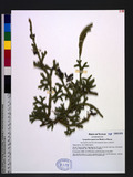 Lycopodium japonicum Thunb. ex Murray 日本石松
