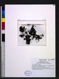 Hymenophyllum wrightii v. d. Bosch 萊氏蕗蕨