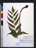 Cyrtomium falcatum (L. f.) C. Presl 全緣貫眾蕨