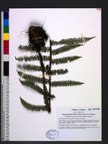 Dryopsis apiciflora (Wall. ex Mett.) Holttum & P. J. Edwards 頂囊擬鱗毛蕨