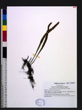 Lepisorus kawakamii (Hayata) Tagawa 鱗瓦葦