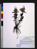 Cheilanthes argentea (S. G. Gmel.) Kunze 長柄粉背蕨