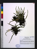 Lepisorus pseudo-ussuriensis Tagawa 擬烏蘇里瓦葦