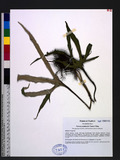 Pyrrosia polydactylis (Hance) Ching 槭葉石葦