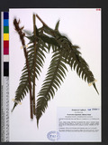 Woodwardia unigemmata (Makino) Nakai 頂芽狗脊蕨