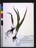 Lepisorus megasorus (C. Chr.) Ching 長柄瓦葦