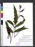 Tectaria harlandii (Hook.) C. M. Kuo