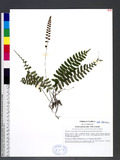 Bolbitis appendiculata (Willd.) K. Iwats.