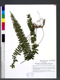 Hymenasplenium cheilosorum (Kunze ex Mett.) Tagawa