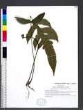 Deparia formosana (Rosenst.) R. Sano