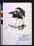 Vandenboschia radicans (Sw.) Copel. n~